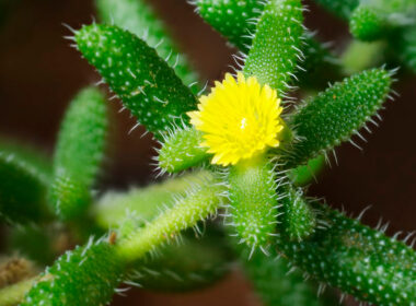 planta lengua de gato